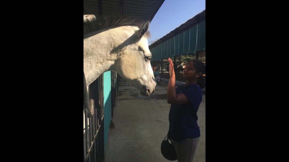 Horses healing humans - Equine therapy